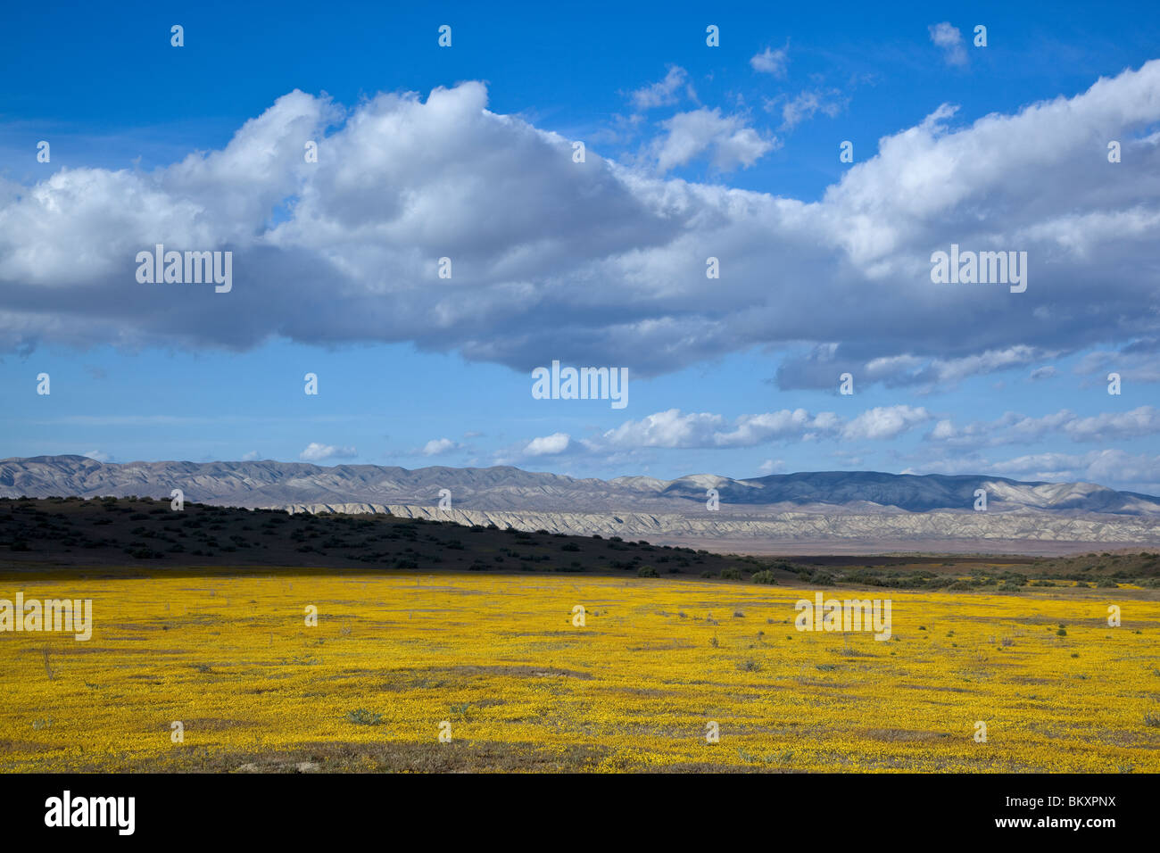 Carrizo Plain monumento nazionale, CA: Sera nuvole sopra le lontane colline di Temblor gamma con goldfields (Lasthenia spp.) Foto Stock