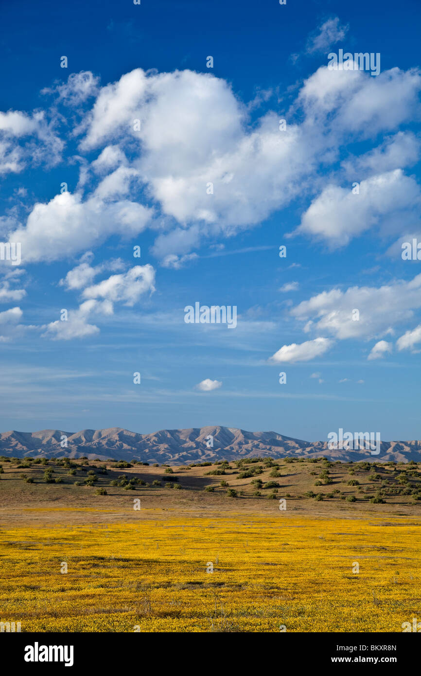 Carrizo Plain monumento nazionale, CA: Sera nuvole sopra le lontane colline di Temblor gamma con goldfields (Lasthenia spp.) Foto Stock