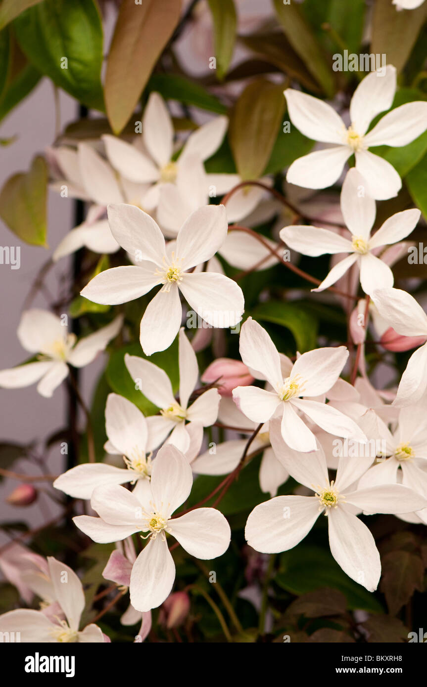 Clematis armandii 'Apple' fiore in fiore Foto Stock