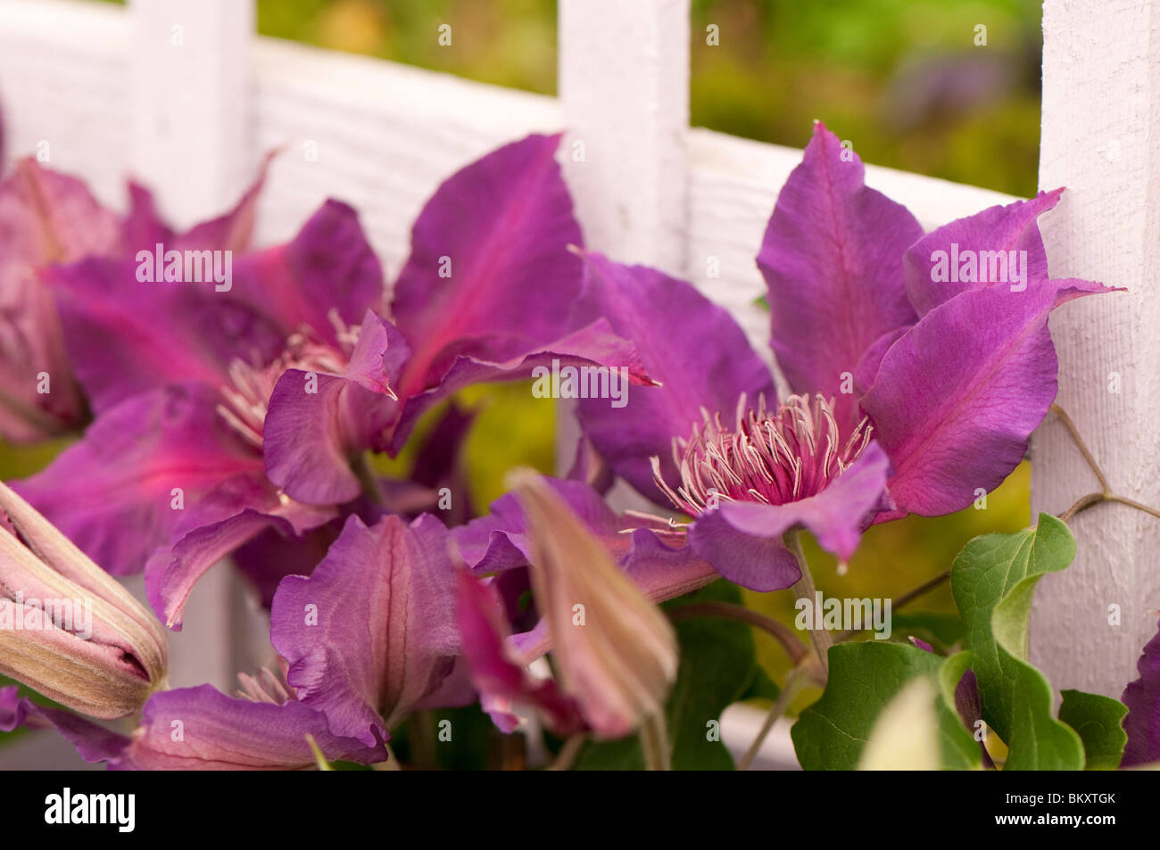 La clematide 'Fleuri' in fiore Foto Stock