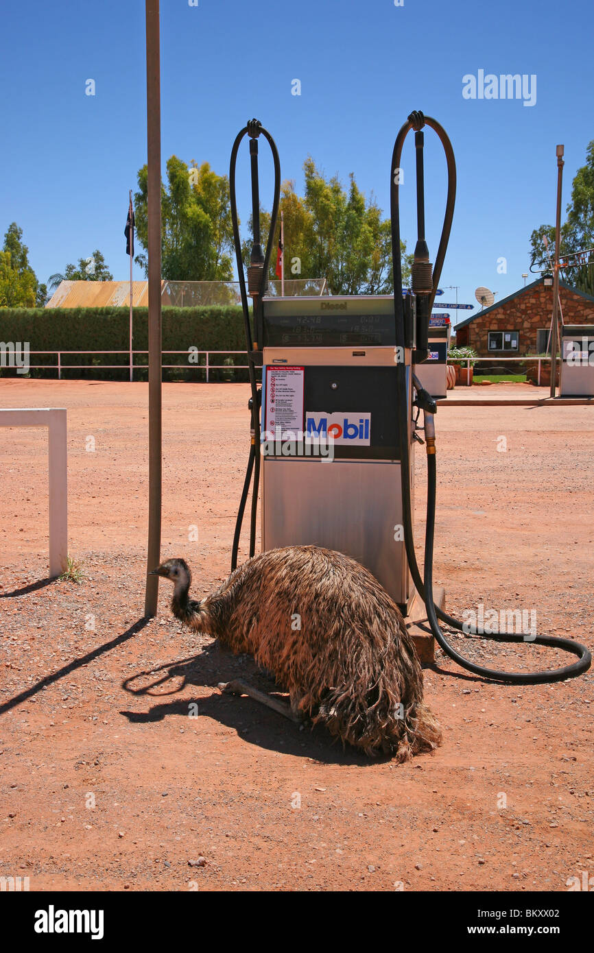 Struzzo al Mobil stazione di benzina sul percorso di Ayers Rock Foto Stock
