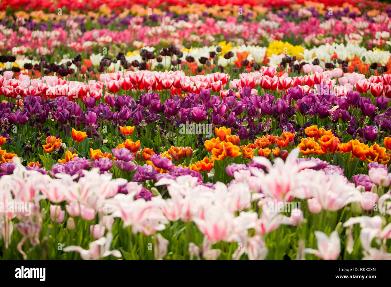 Una esposizione di tulipani al Progetto Eden in Cornwall Regno Unito Foto Stock