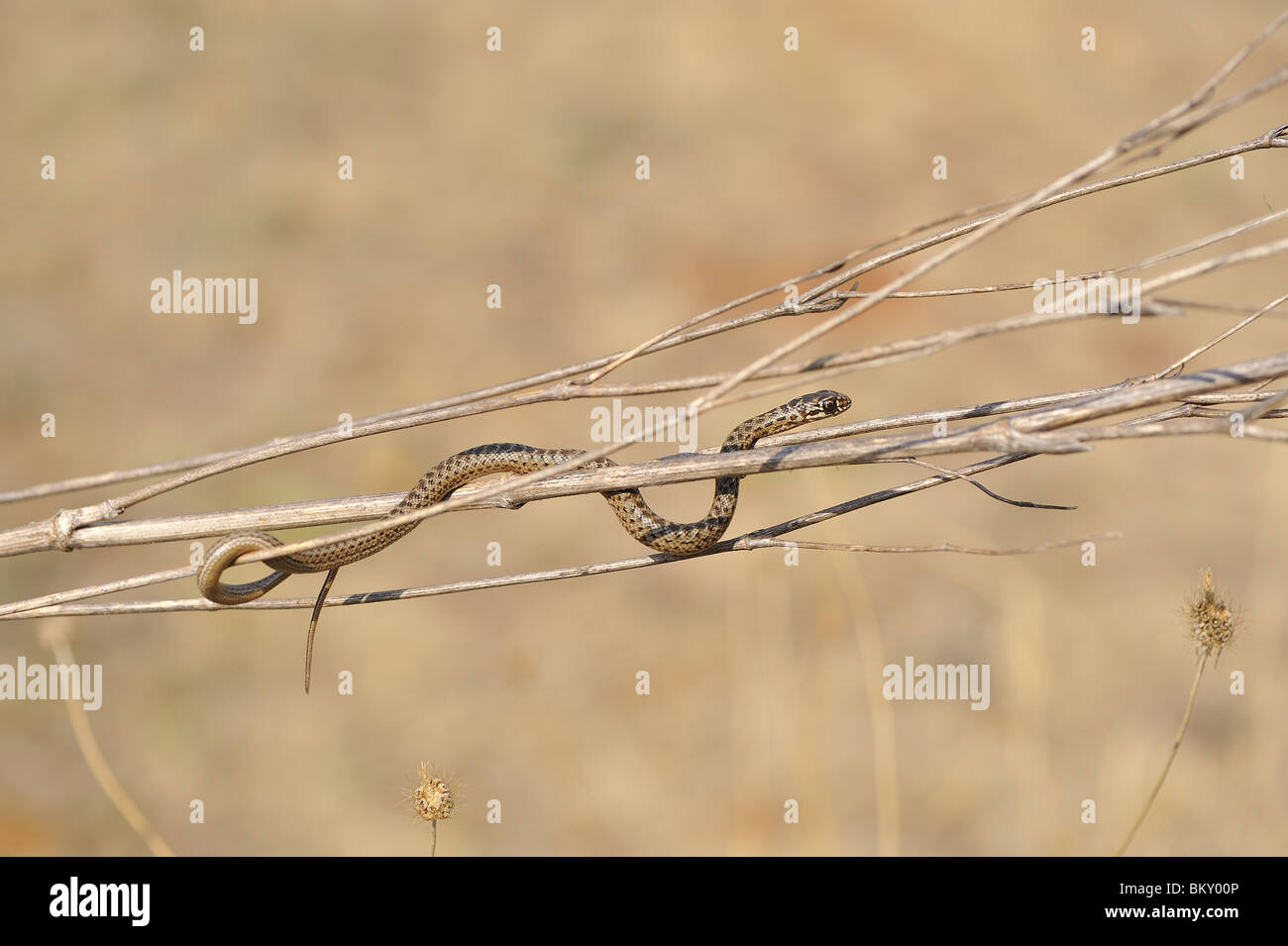 Neonato Montpellier snake avvolto sul ramo Foto Stock
