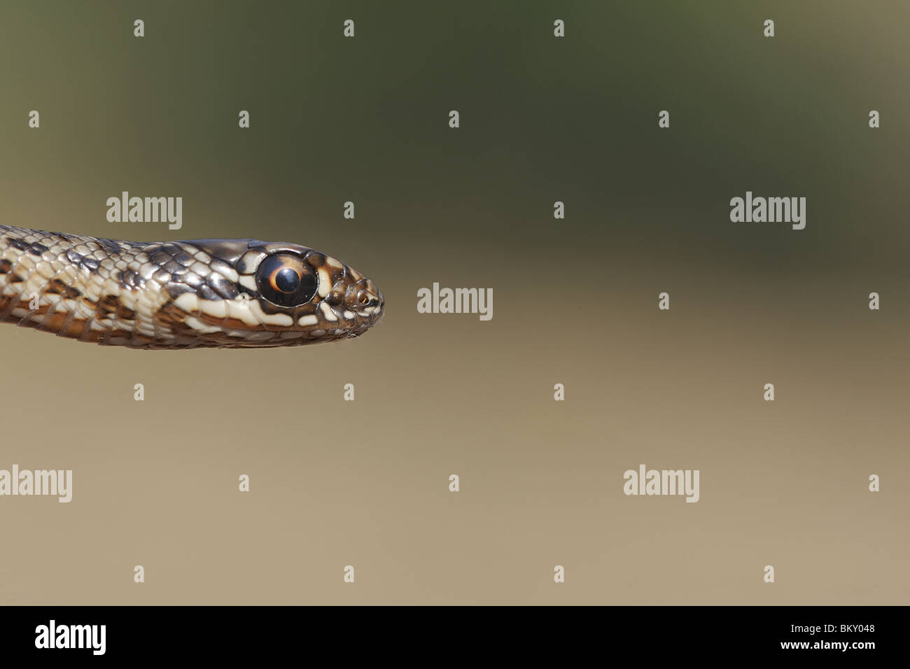 Dettaglio della testa di un neonato Montpellier snake Foto Stock