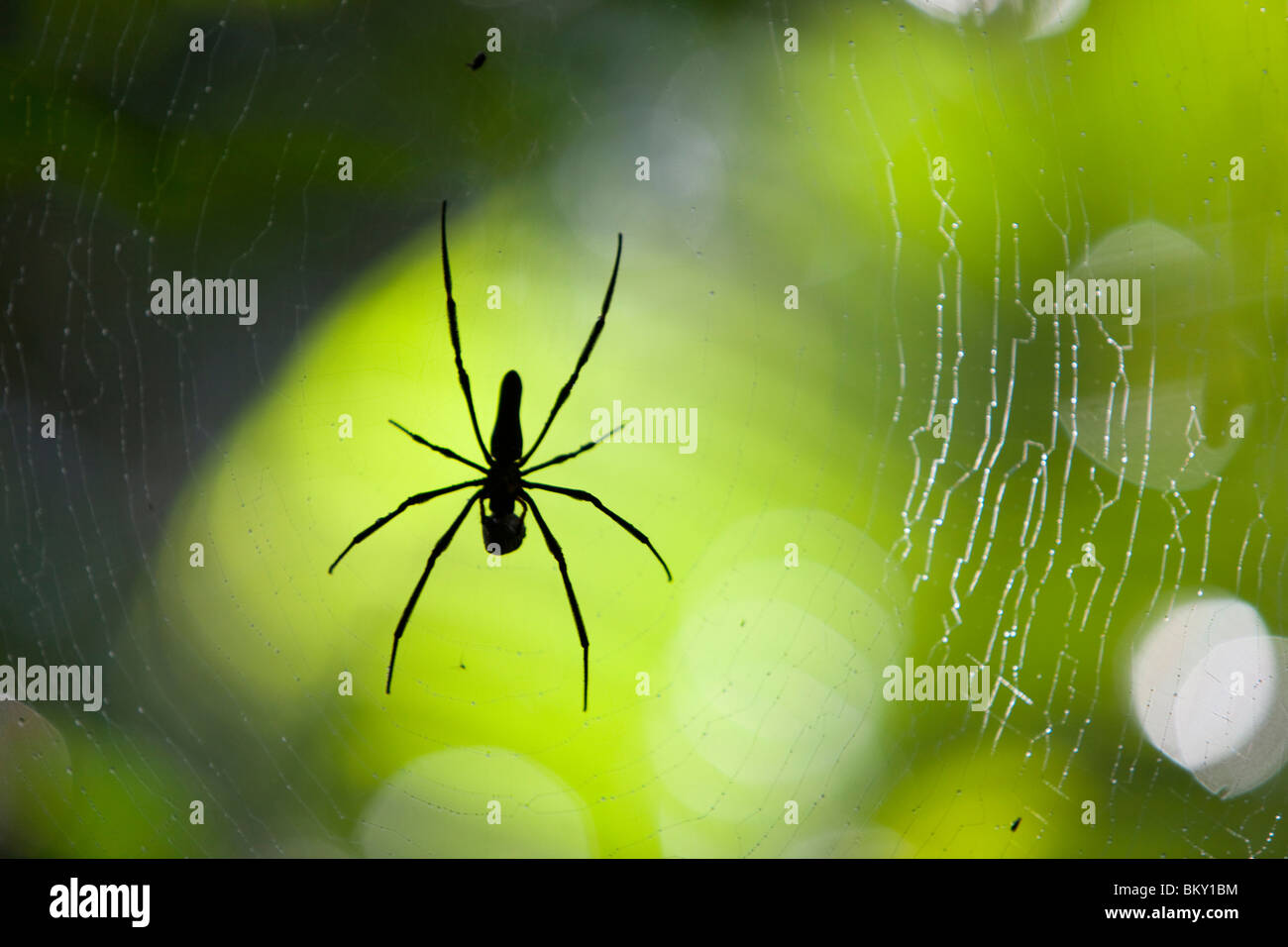 Un ragno di grandi dimensioni nella foresta pluviale di Daintree nel Queensland del Nord, Australia. Foto Stock