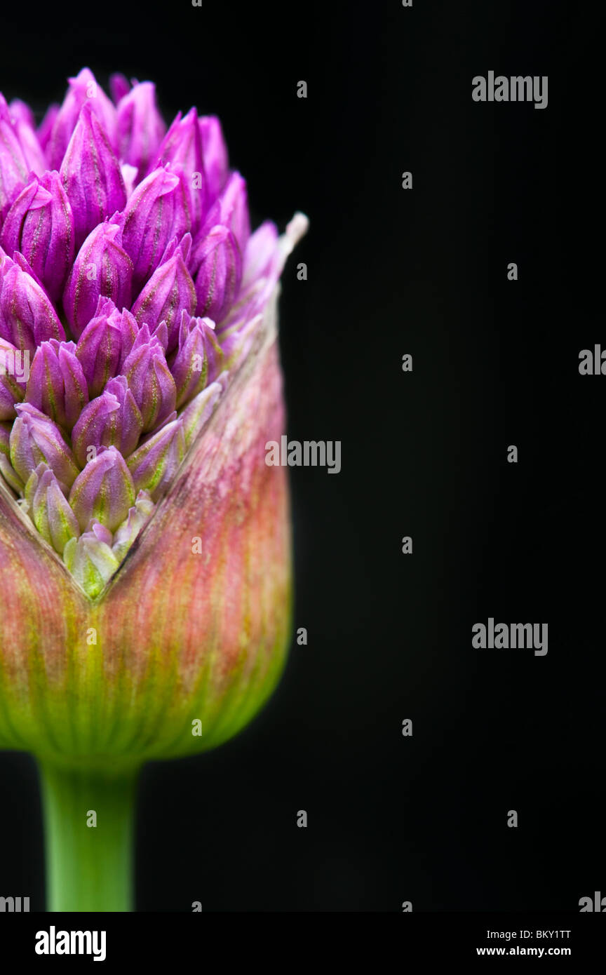 Allium hollandicum 'viola sensazione'. Cipolla ornamentali fiore emergente da bud su sfondo nero Foto Stock