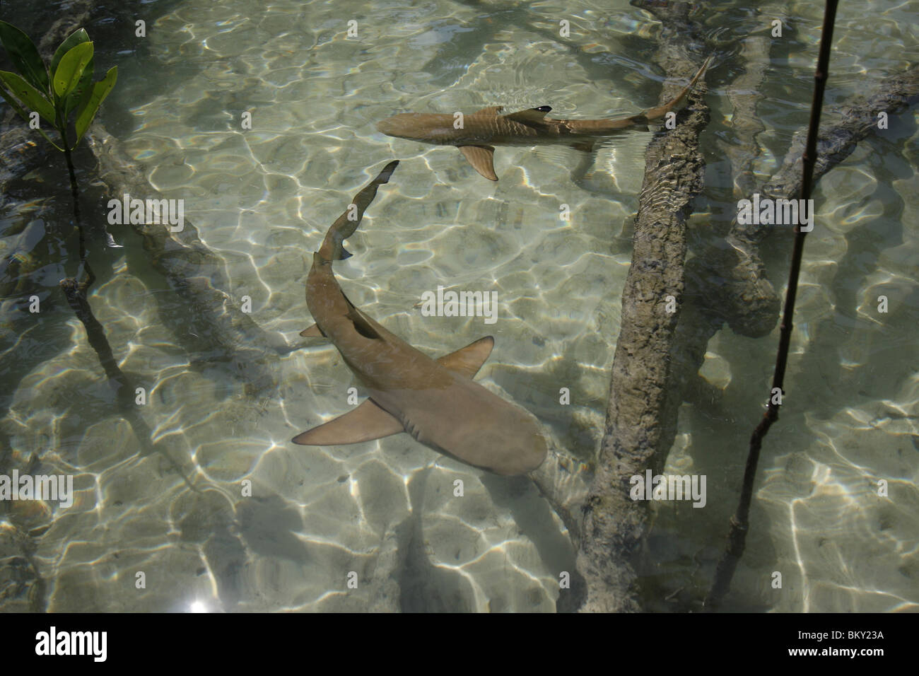 Giovani punta nera gli squali nuotano intorno a una foresta di mangrovie a Mai Nam Beach su Ko Surin, il parco marino nazionale, Thailandia Foto Stock