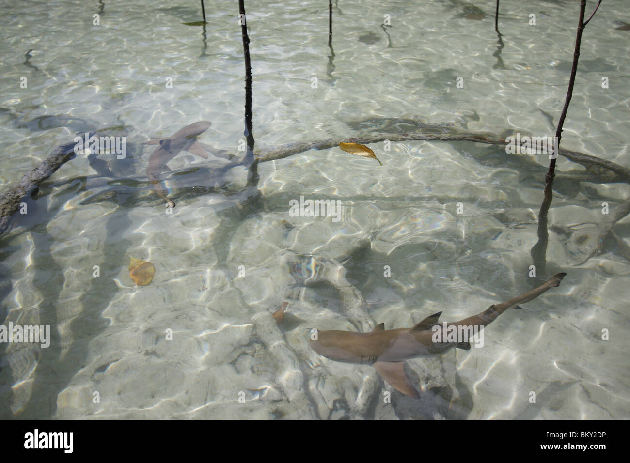 Giovani punta nera gli squali nuotano intorno a una foresta di mangrovie a Mai Nam Beach su Ko Surin, il parco marino nazionale, Thailandia Foto Stock