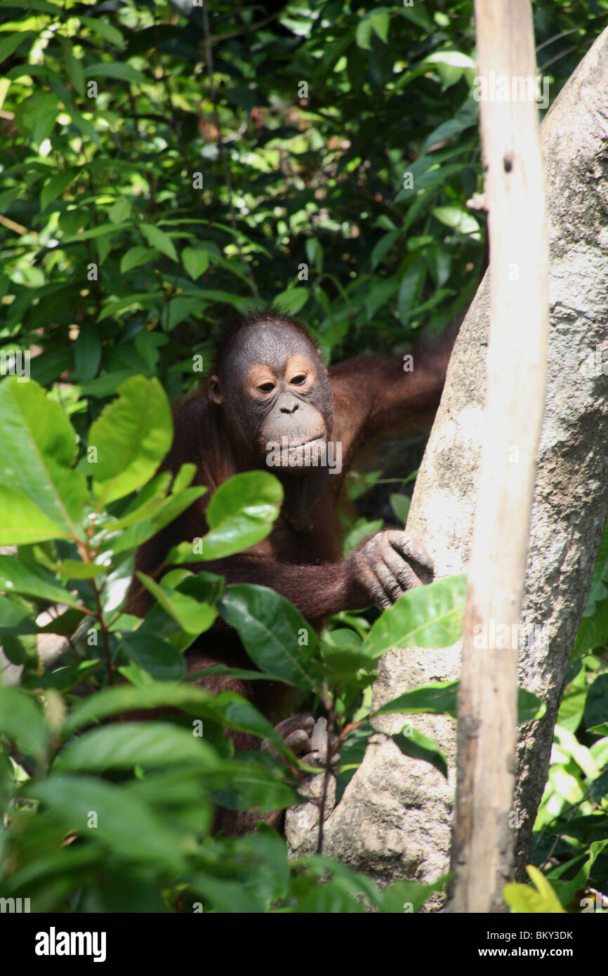Orangutan a Sepilok Centro di Riabilitazione Borneo Malese. Foto Stock
