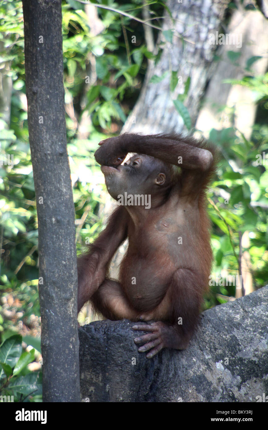 Orangutan a Sepilok Centro di Riabilitazione Borneo Malese. Foto Stock