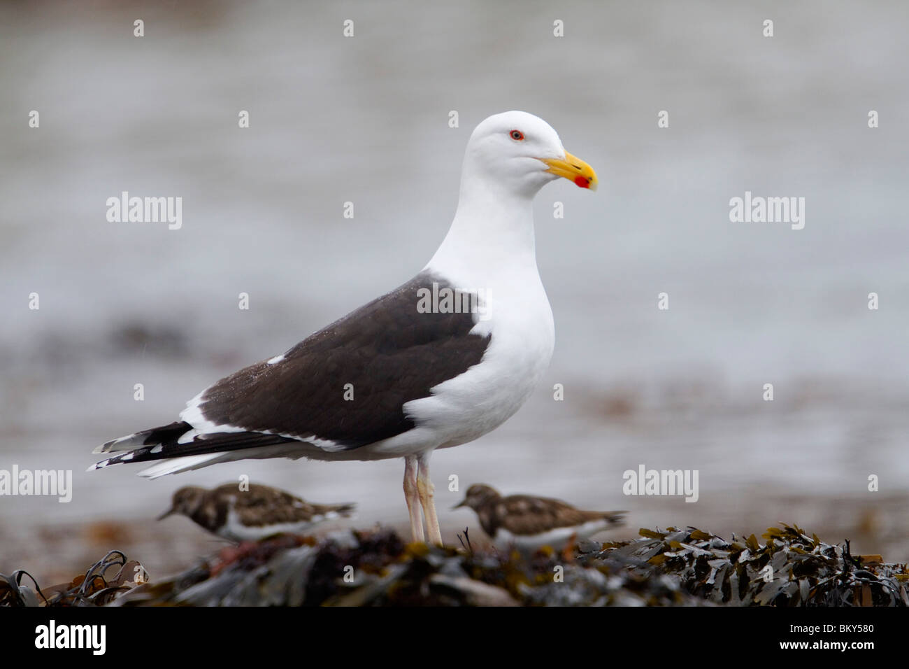 Grande Black Backed Gull; Larus marinus; con turnstones sulla riva; Cornovaglia Foto Stock