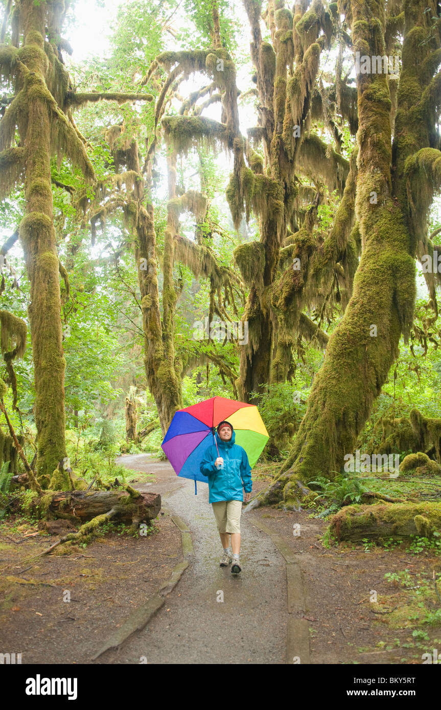 Una donna escursioni sotto la pioggia con un grande ombrellone, Hoh Rainforest, Olympic National Forest, Hoh, Washington. Foto Stock