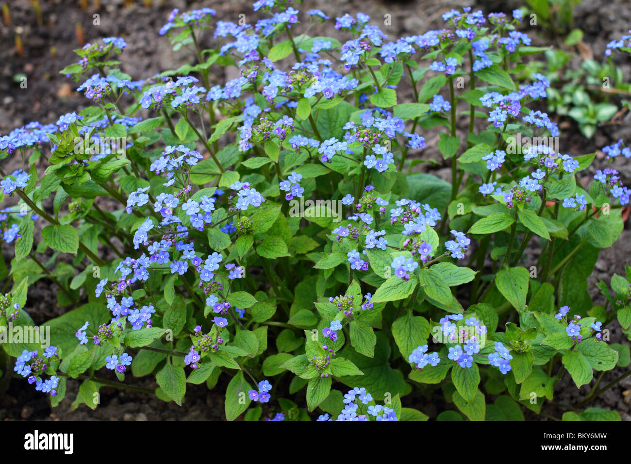 Heartleaf molla blu fioriture Brunnera macrophylla Foto Stock