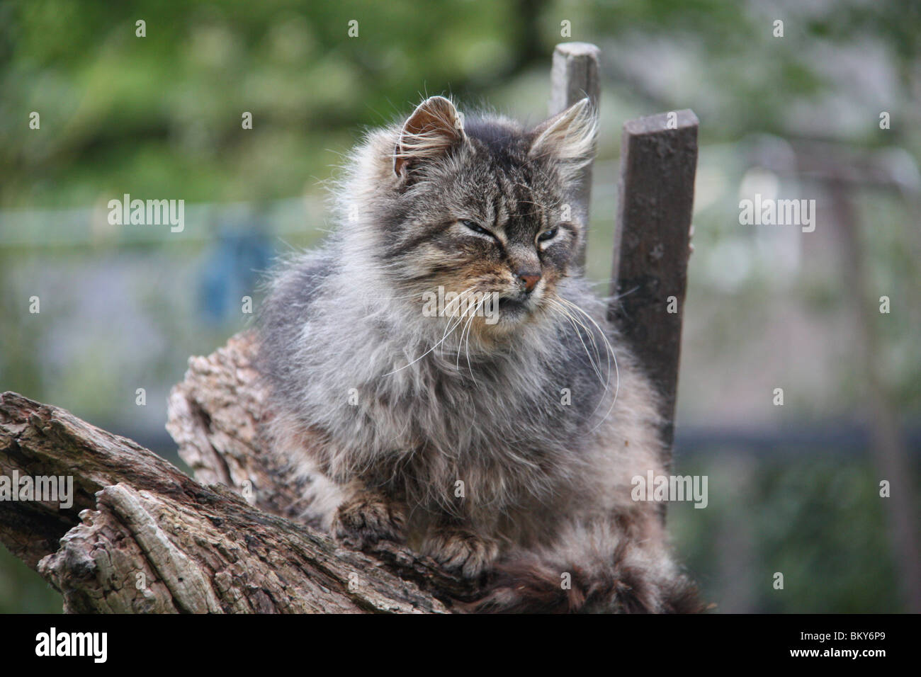 Il Gatto Selvatico Gatto Grigio Cercando Grumpy Sedersi Sul