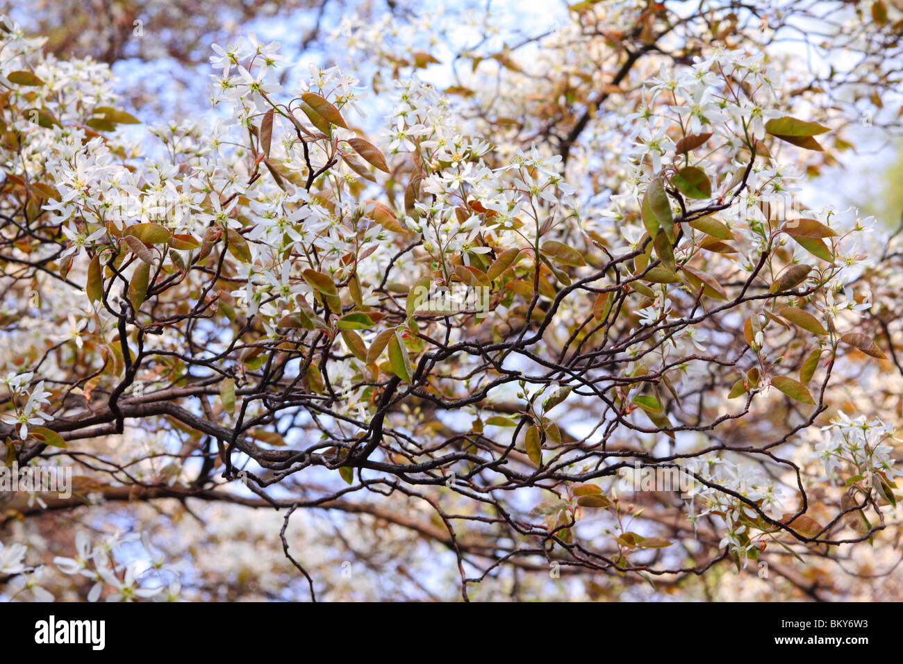 Shadblow servizio shadbush berry bianco fiore primavera Amelanchier lamarckii Foto Stock