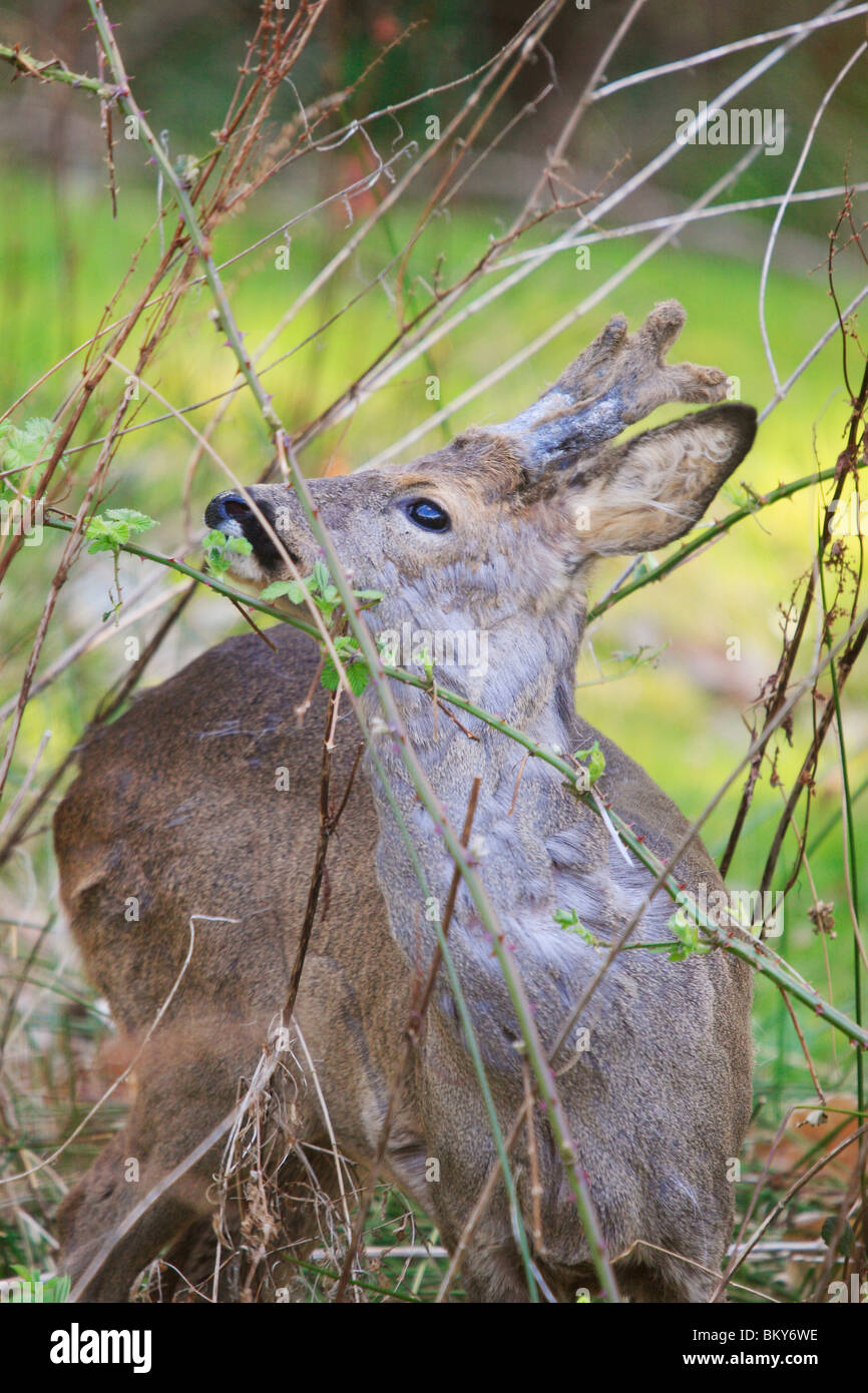 Moulting il capriolo (Capreolus capreolus) Foto Stock