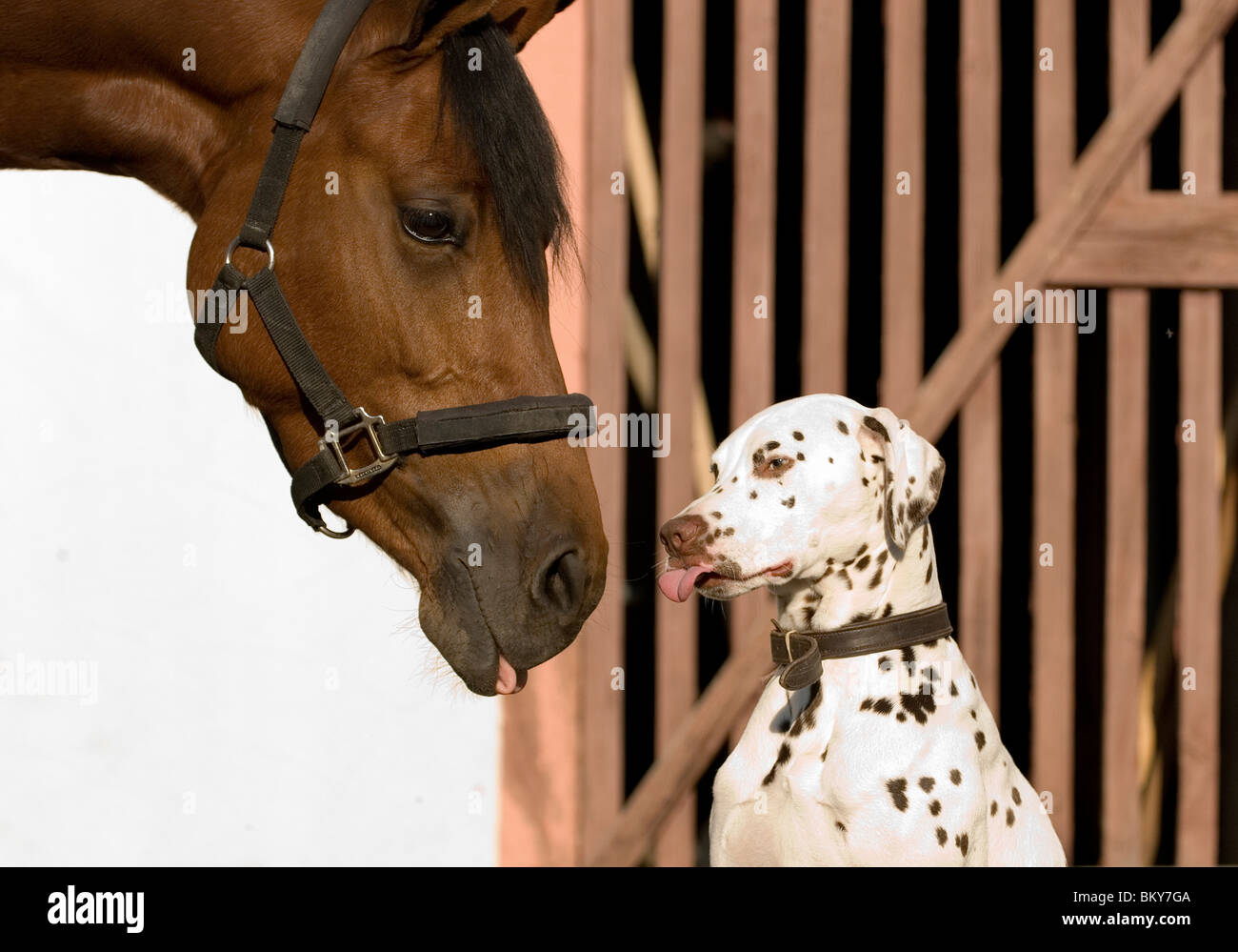 Il cavallo e la Dalmazia Foto Stock