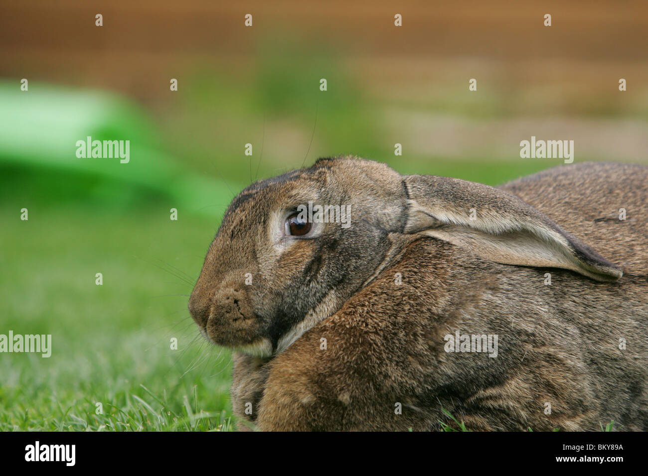 coniglio Foto Stock