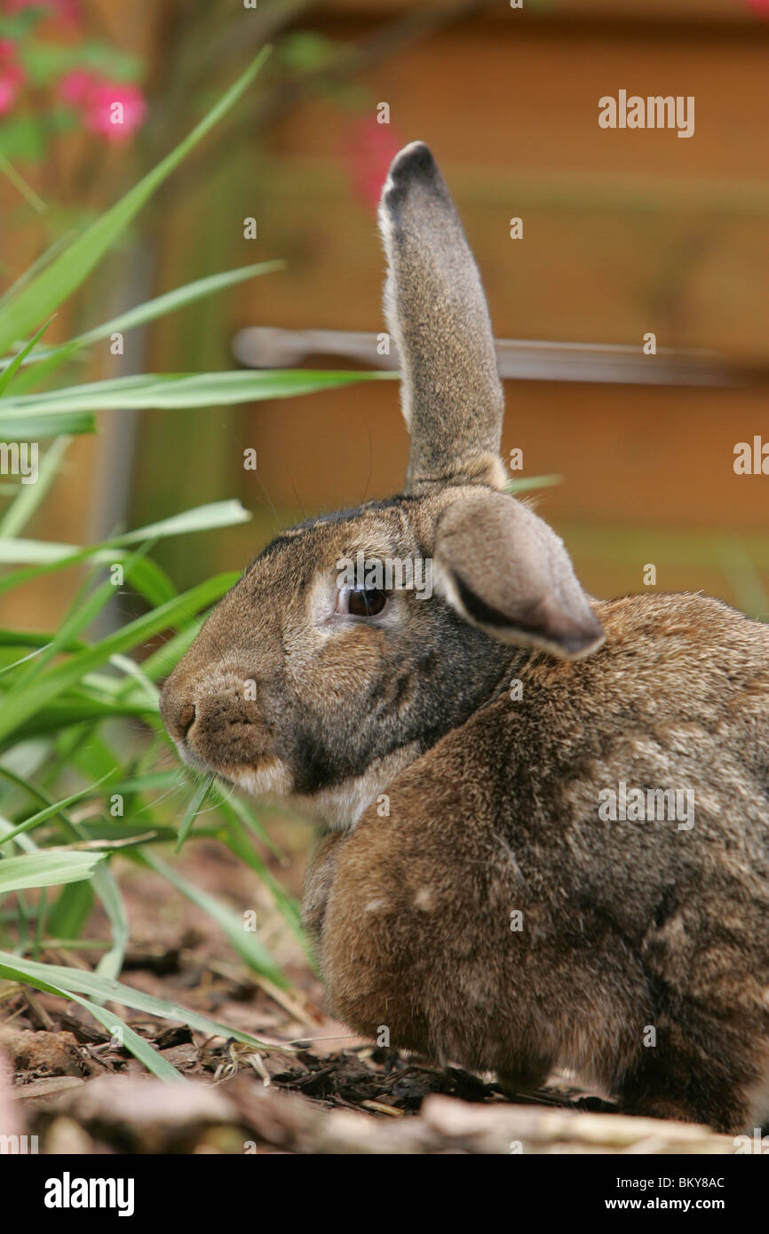 coniglio Foto Stock