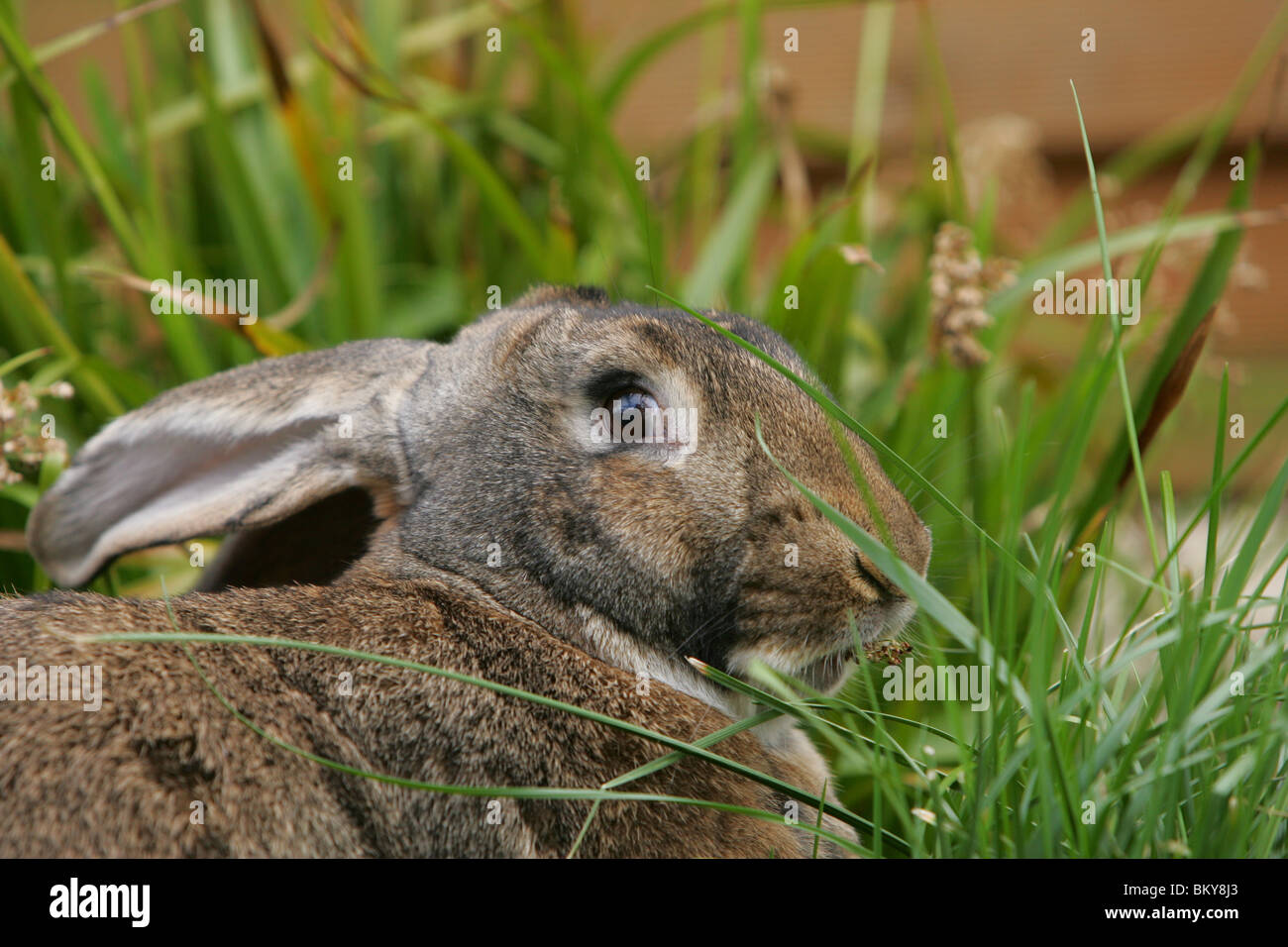coniglio Foto Stock