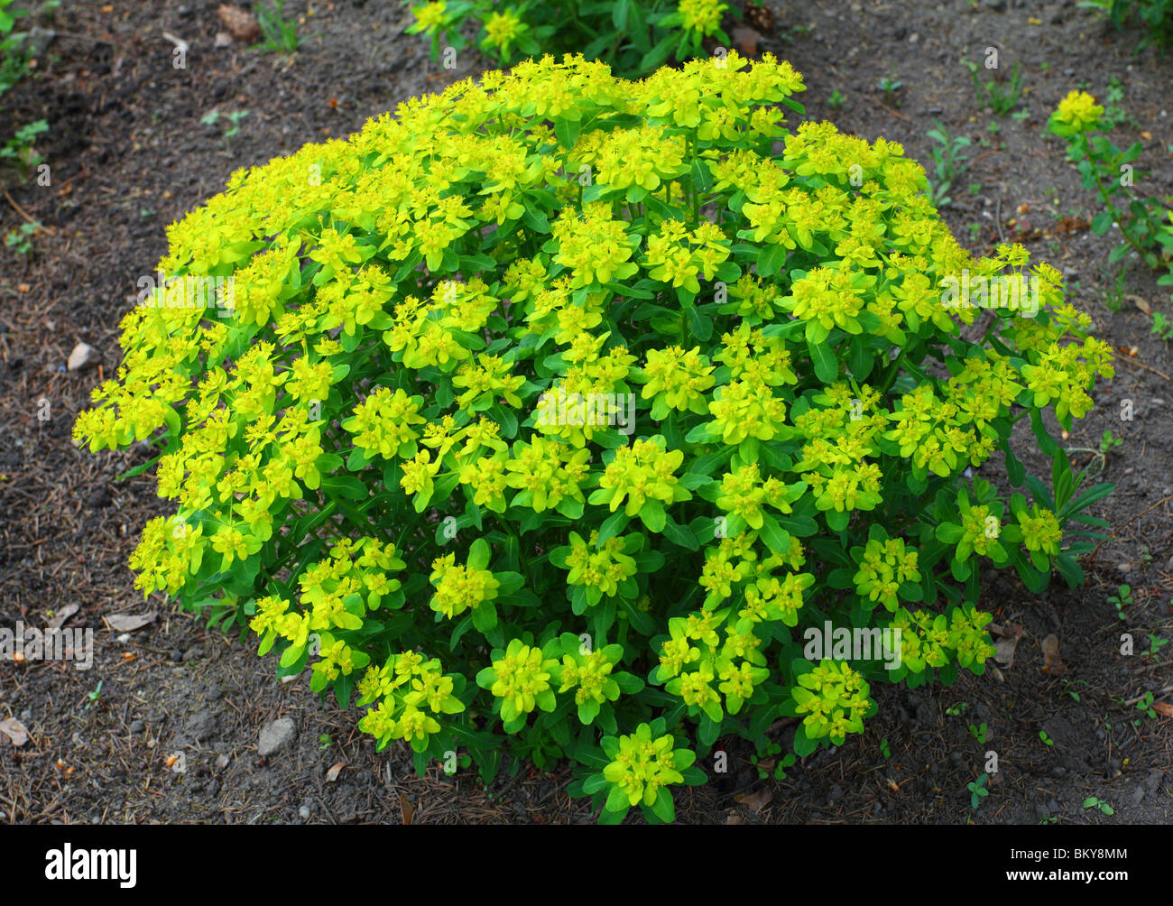 Il cuscino di euforbia molla gialla fiore Euphorbia epithymoides Foto Stock