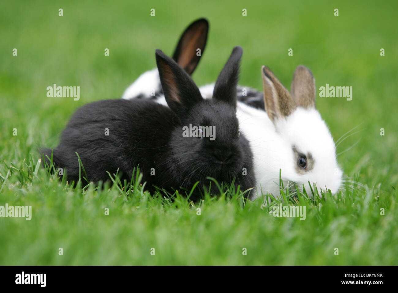 bunnys giovane Foto Stock