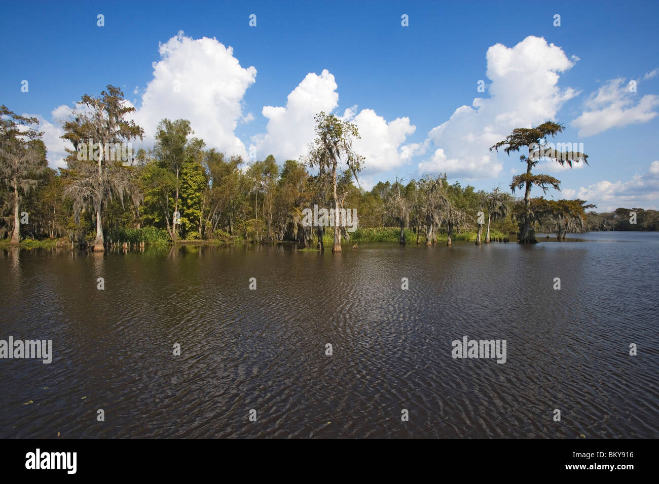 Vecchi alberi di cedro con muschio Spagnolo sul bordo di un bayou, Attakapas atterraggio sul lago Verret, vicino a Pierre parte, Louisiana, Stati Uniti d'America Foto Stock