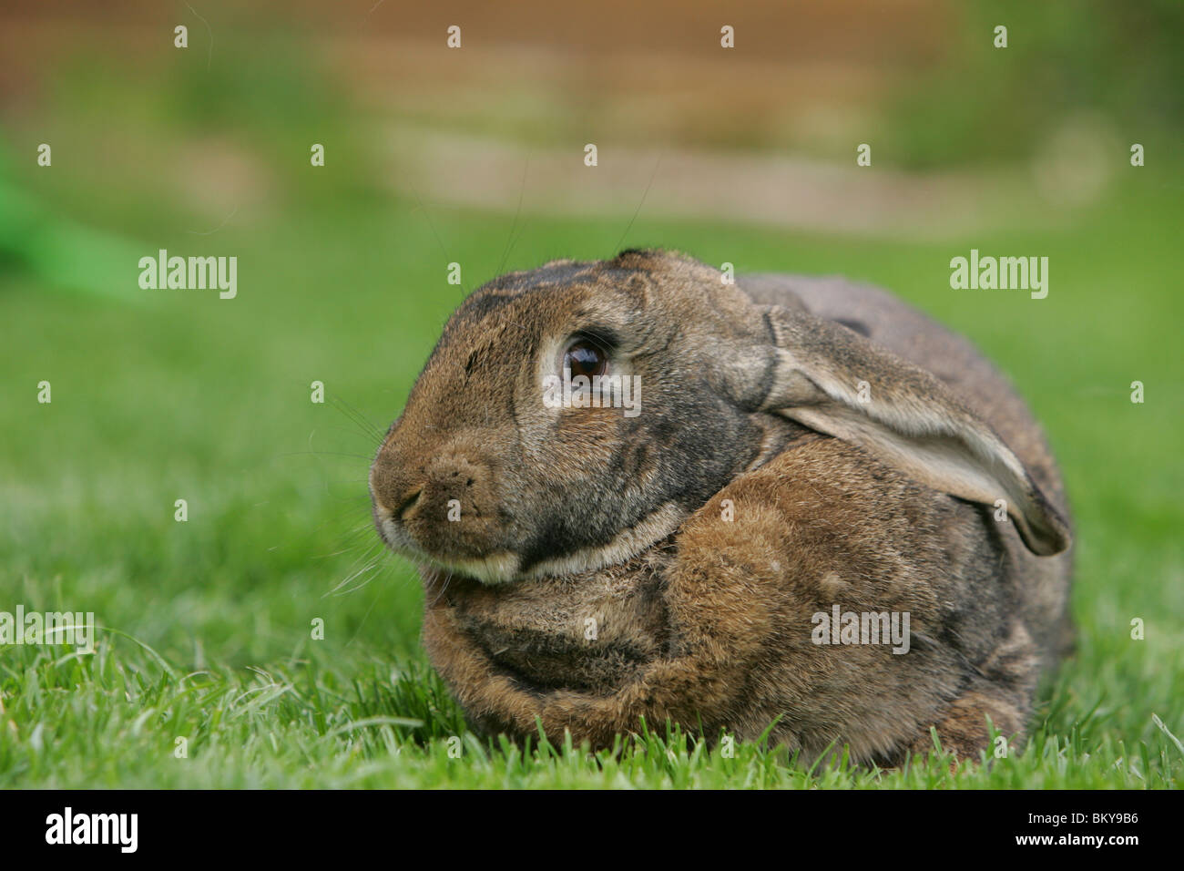 coniglio Foto Stock