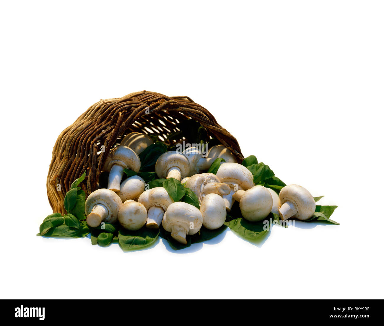 I funghi e le foglie di basilico Foto Stock