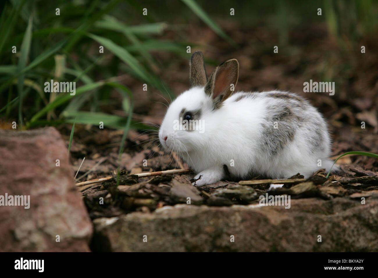giovane coniglietto Foto Stock