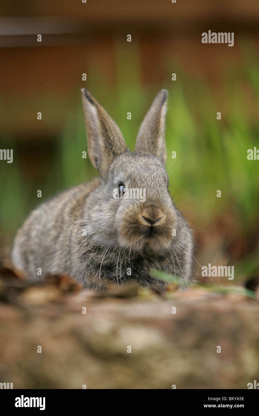 giovane coniglietto Foto Stock