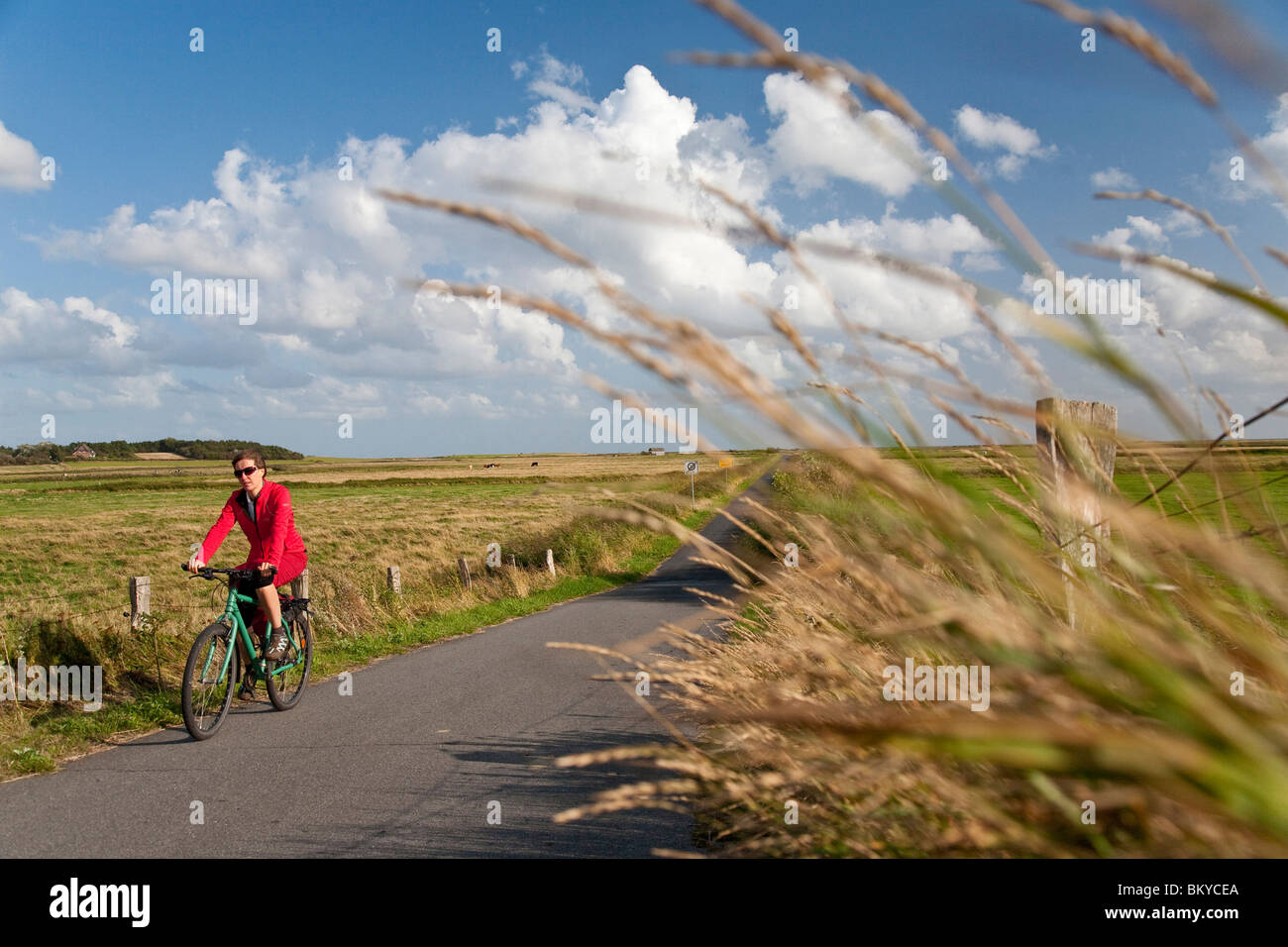 Donna ciclismo, bird reserve Godelniederung, vicino Witsum, Foehr isola, Schleswig-Holstein, Germania Foto Stock