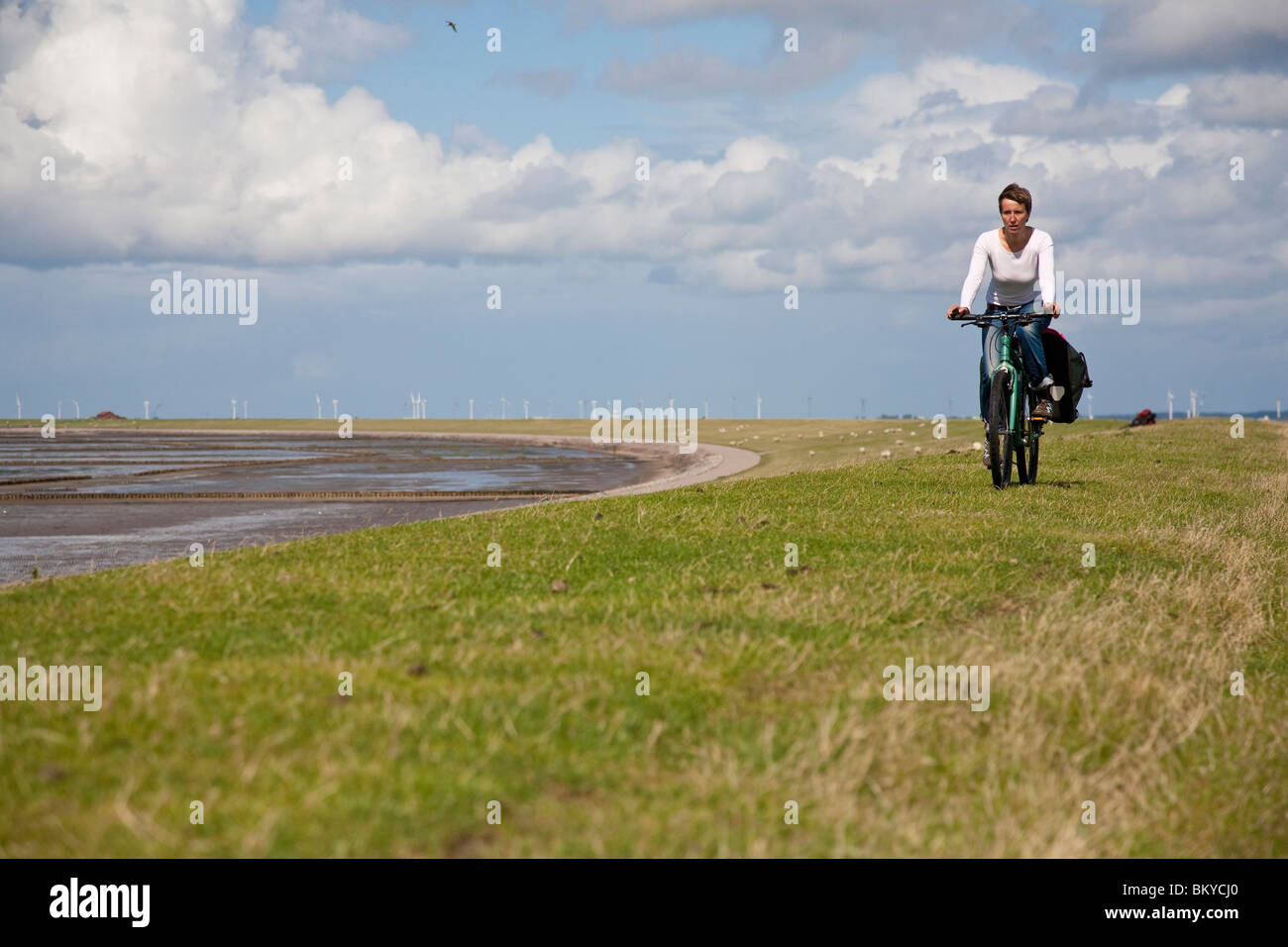 Donna ciclismo su dike, Beltringharder Koog, Luettmoorsiel, Nordstrand, Schleswig-Holstein, Germania Foto Stock