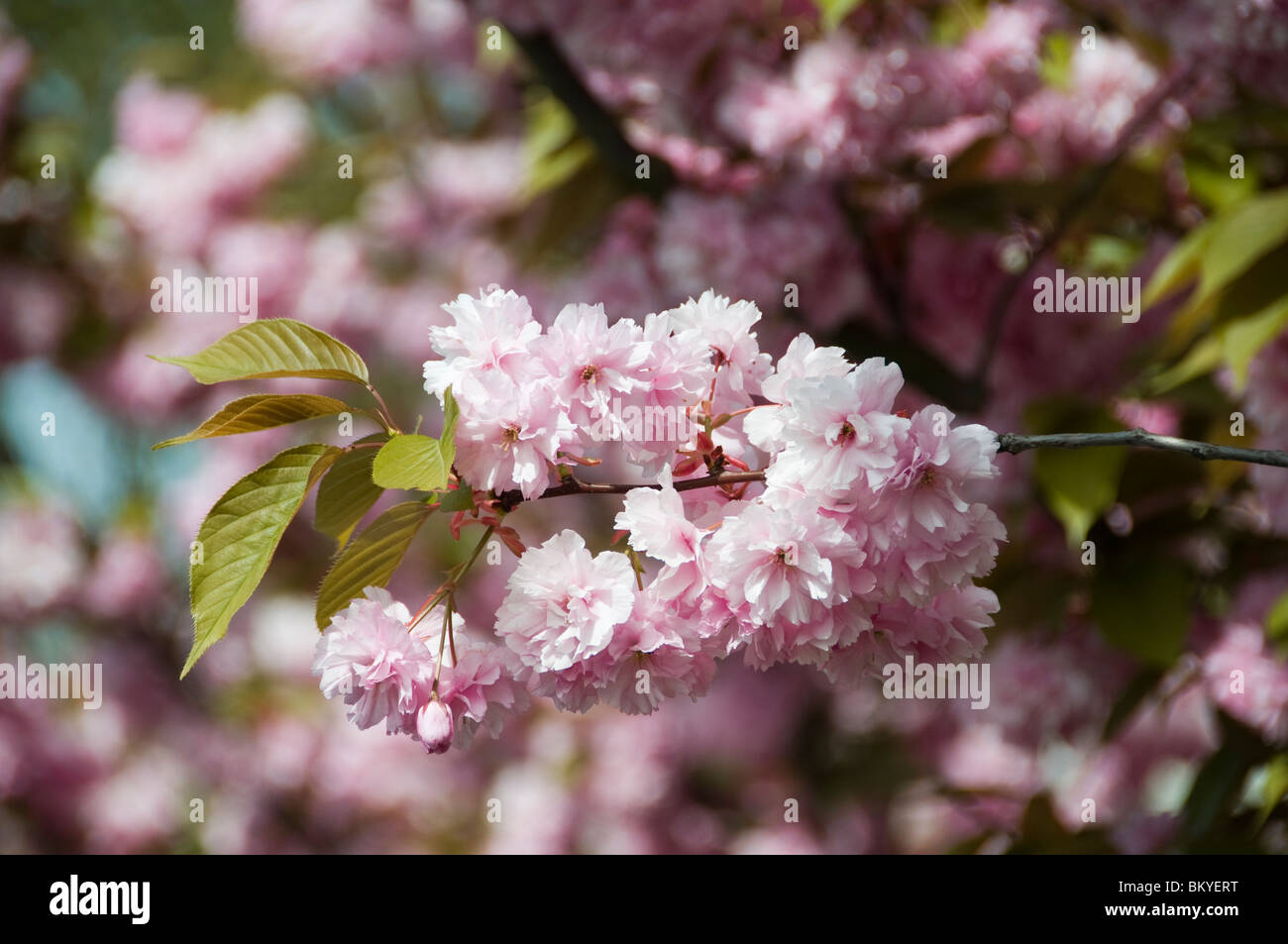 Amsterdam rosa, fiore fiore, fiore mela pera albero, Olanda Olanda Olanda Foto Stock