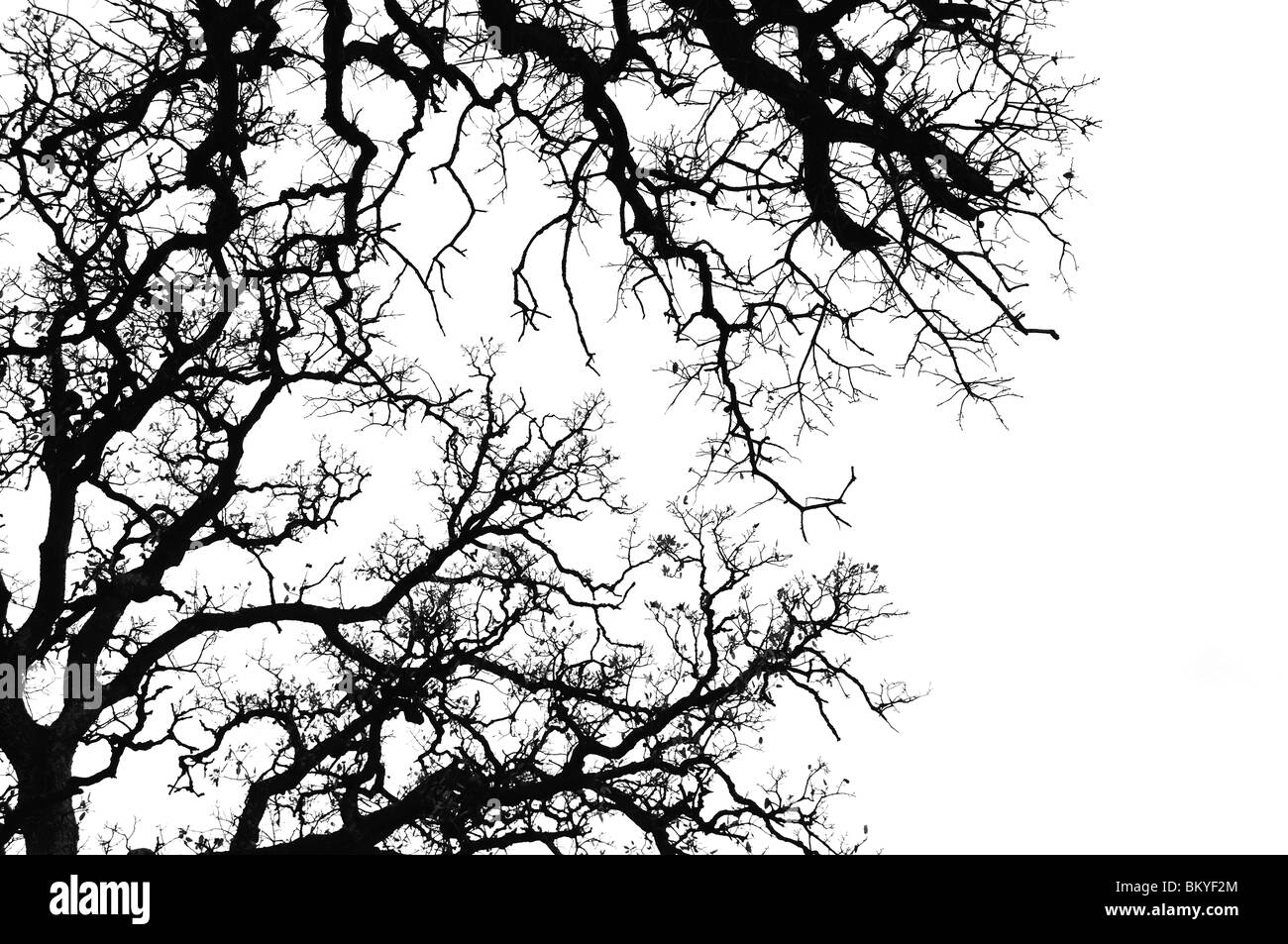 Albero di quercia rami silhouette. In bianco e nero. Foto Stock