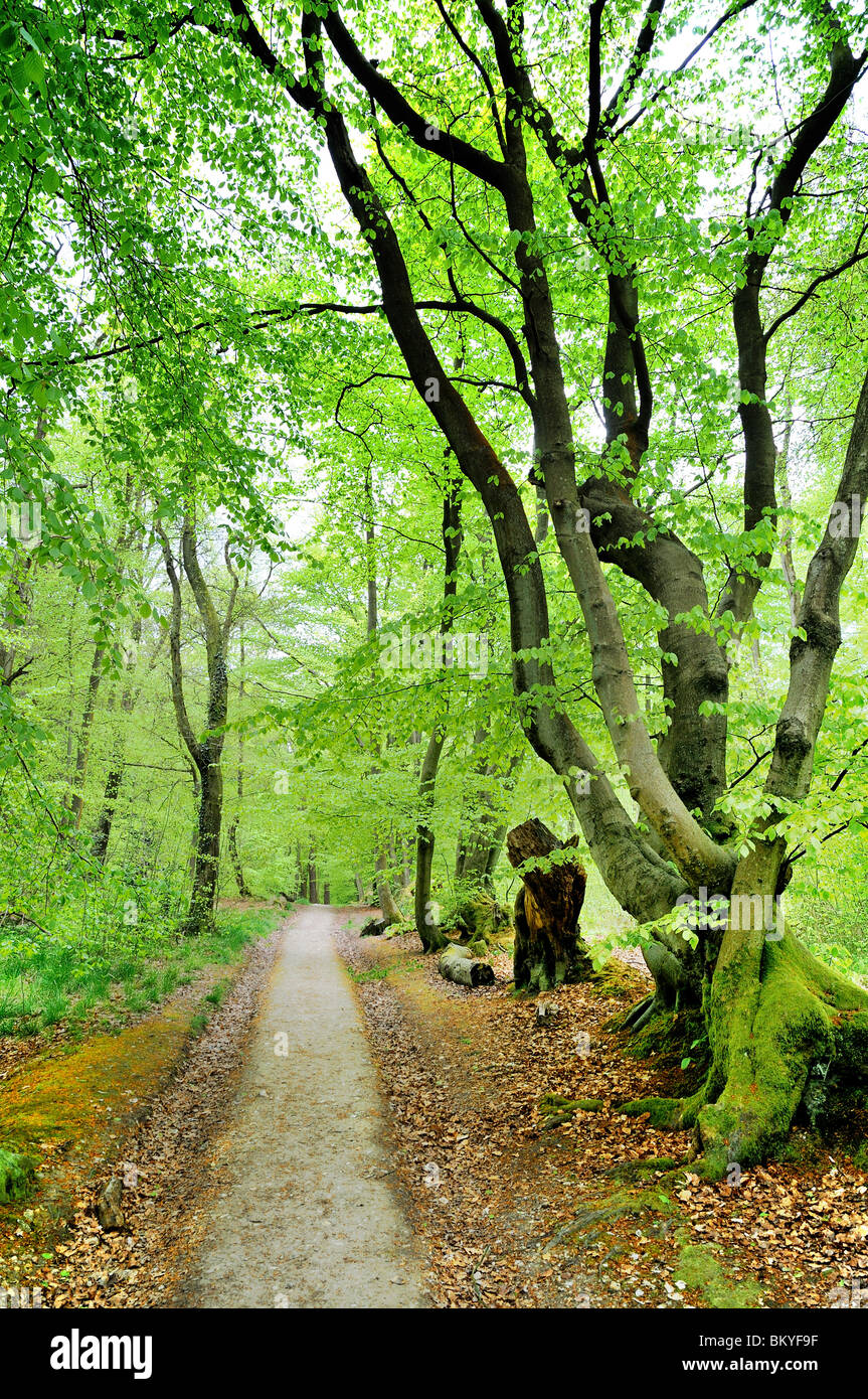 Percorso del bosco del Surrey North Downs Foto Stock
