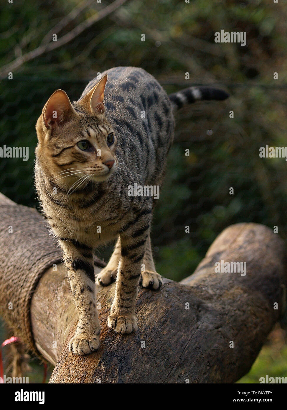 Il Savannah in giardino Foto Stock