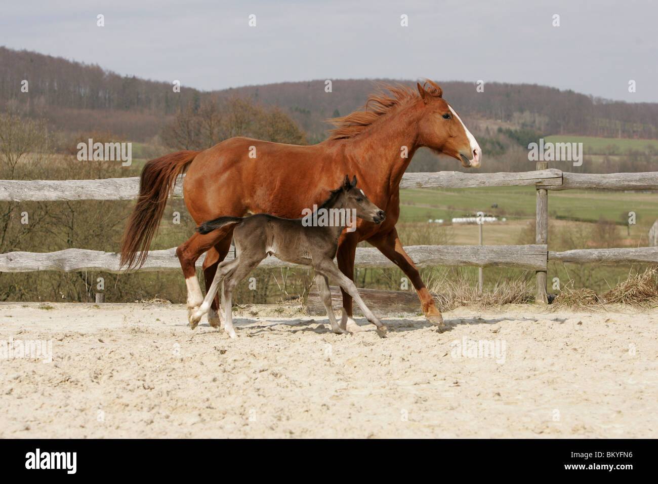 Cavalli quarti Foto Stock