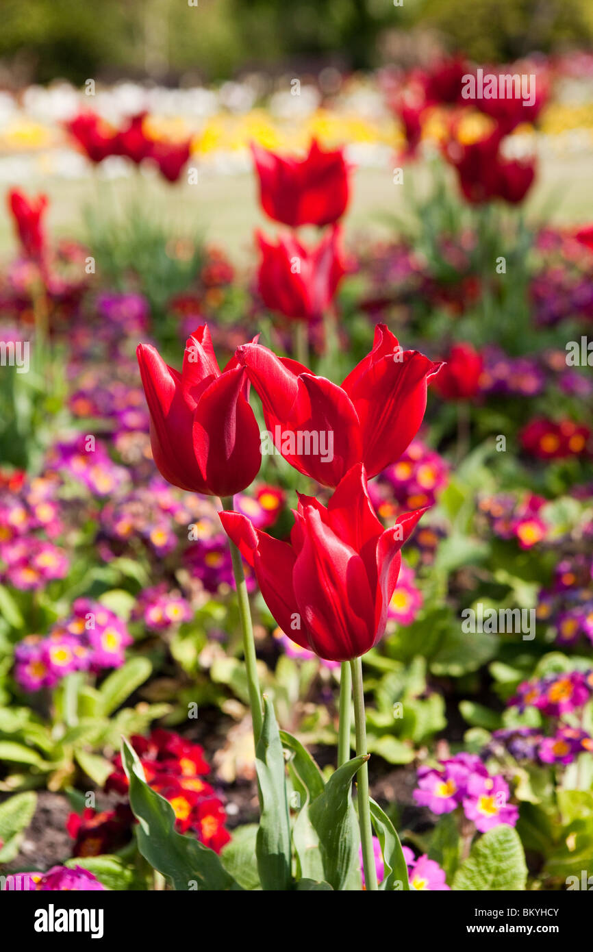 I tulipani in fiore nel giardino botanico, churchtown, Southport, Merseyside, Regno Unito Foto Stock