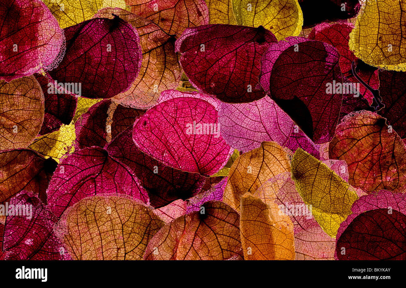 L'immagine posteriore di petali di rosa Foto Stock