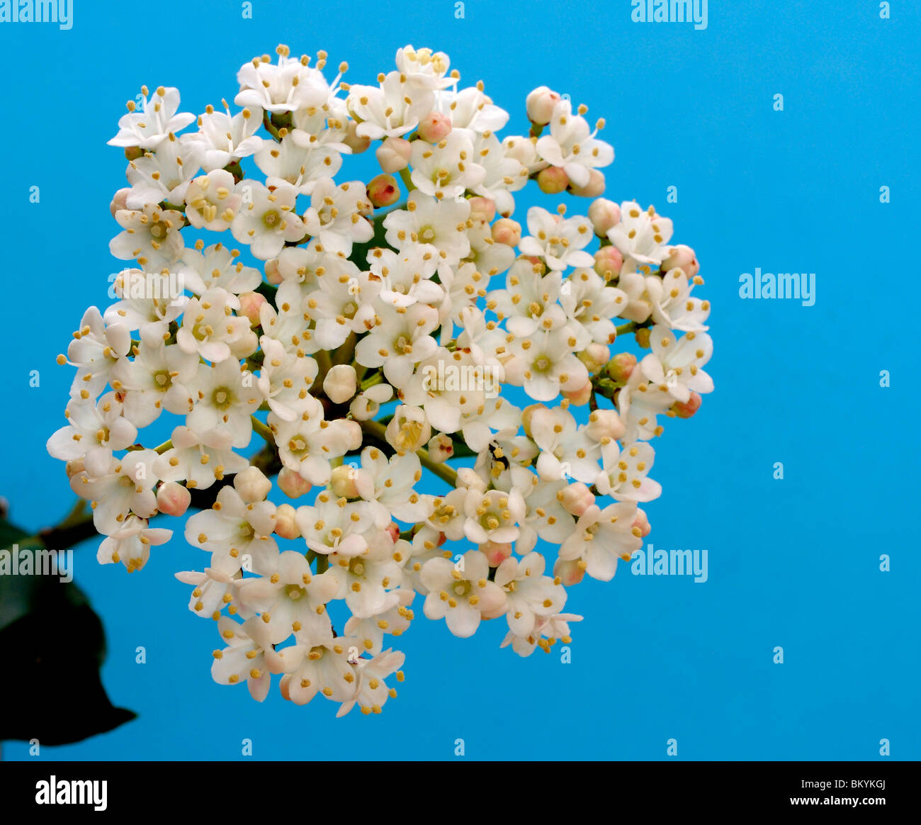 Viburnum Blossom. Foto Stock