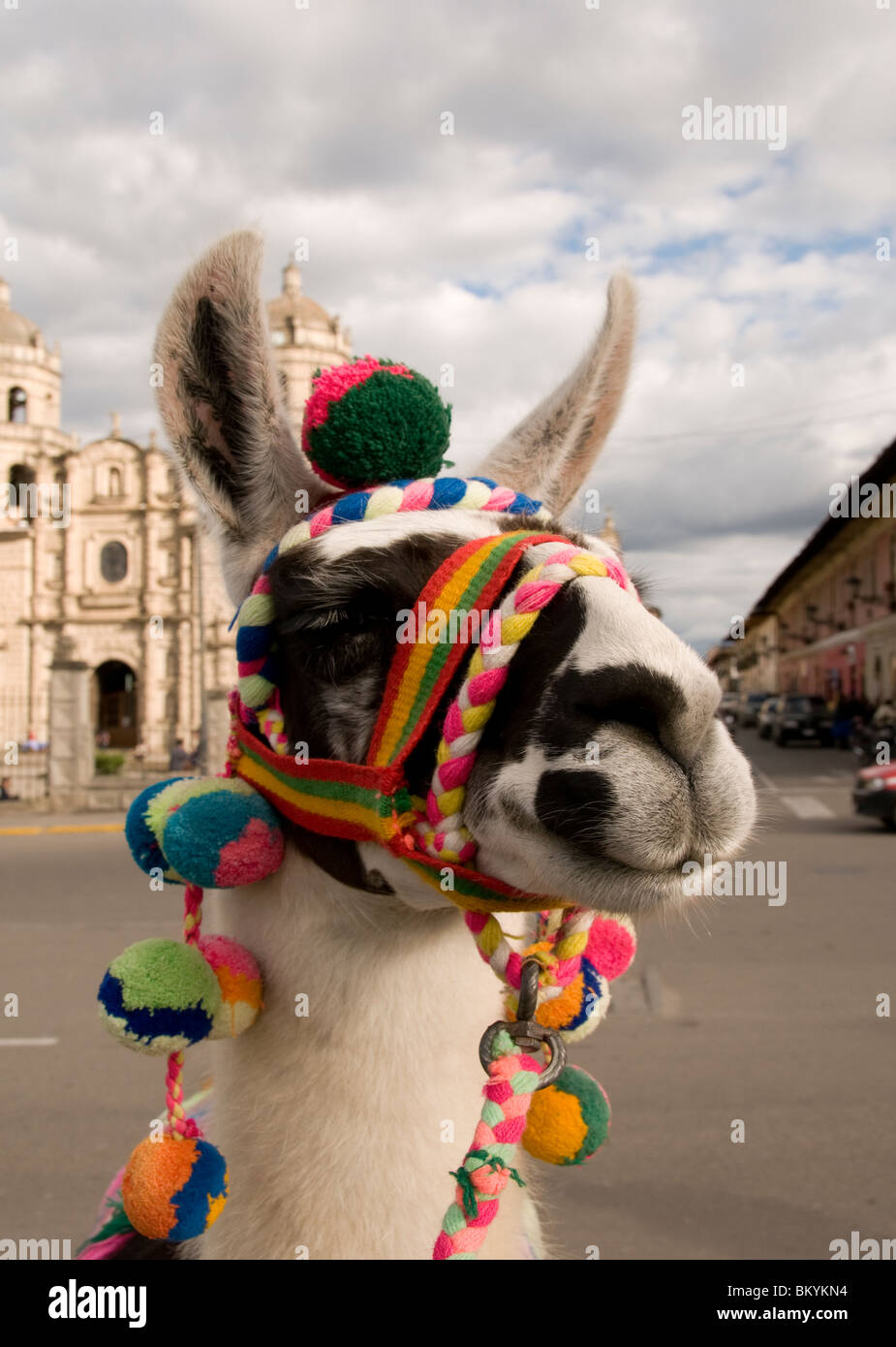 Colorata Lama in Plaza de Armas,Cajamarca, Perù Foto Stock