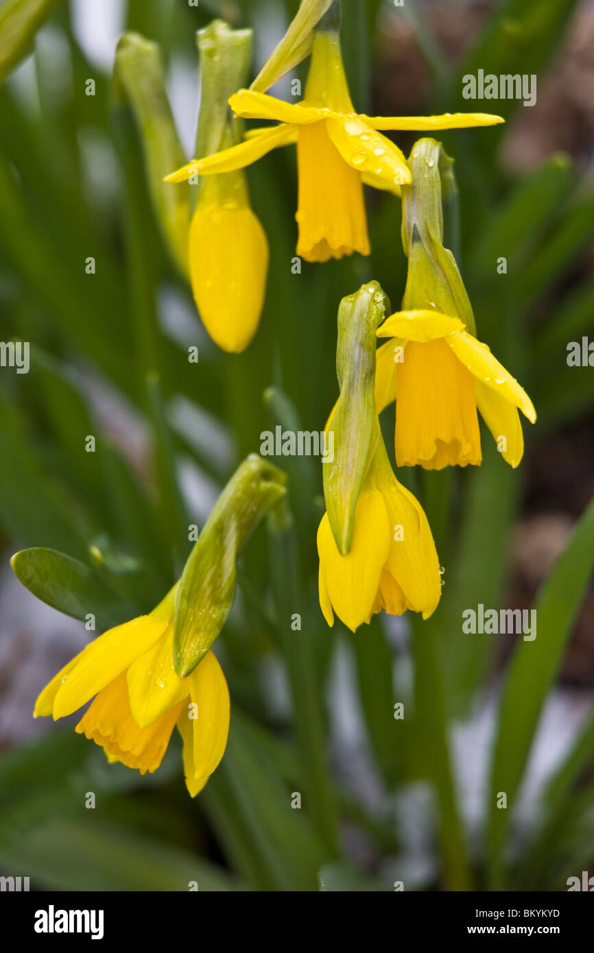 Vashon, WA fioriture primaverili di giallo jonquil o Narciso (Narcissus tete-a-tete) Foto Stock