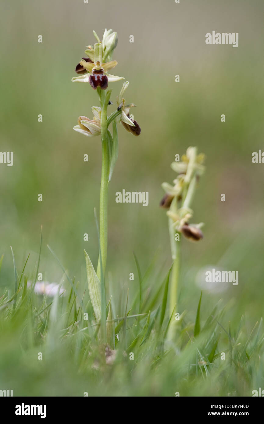 Inizio spider orchidee (Ophrys sphegodes) crescita selvaggia. Dorset, Regno Unito. Foto Stock