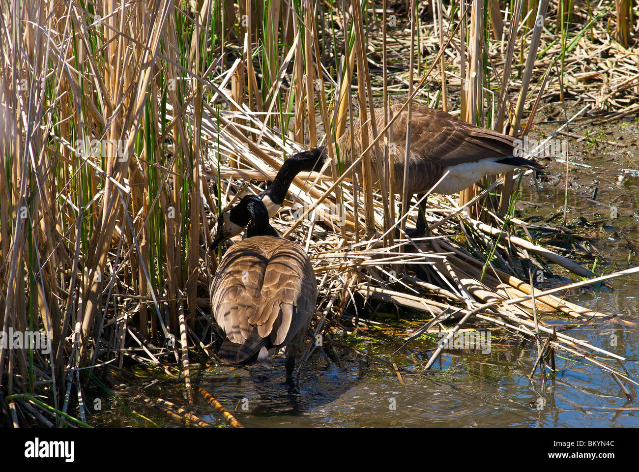 Oche del Canada a Sheldon Marsh foraggio per il cibo vicino al bordo dell'acqua Foto Stock