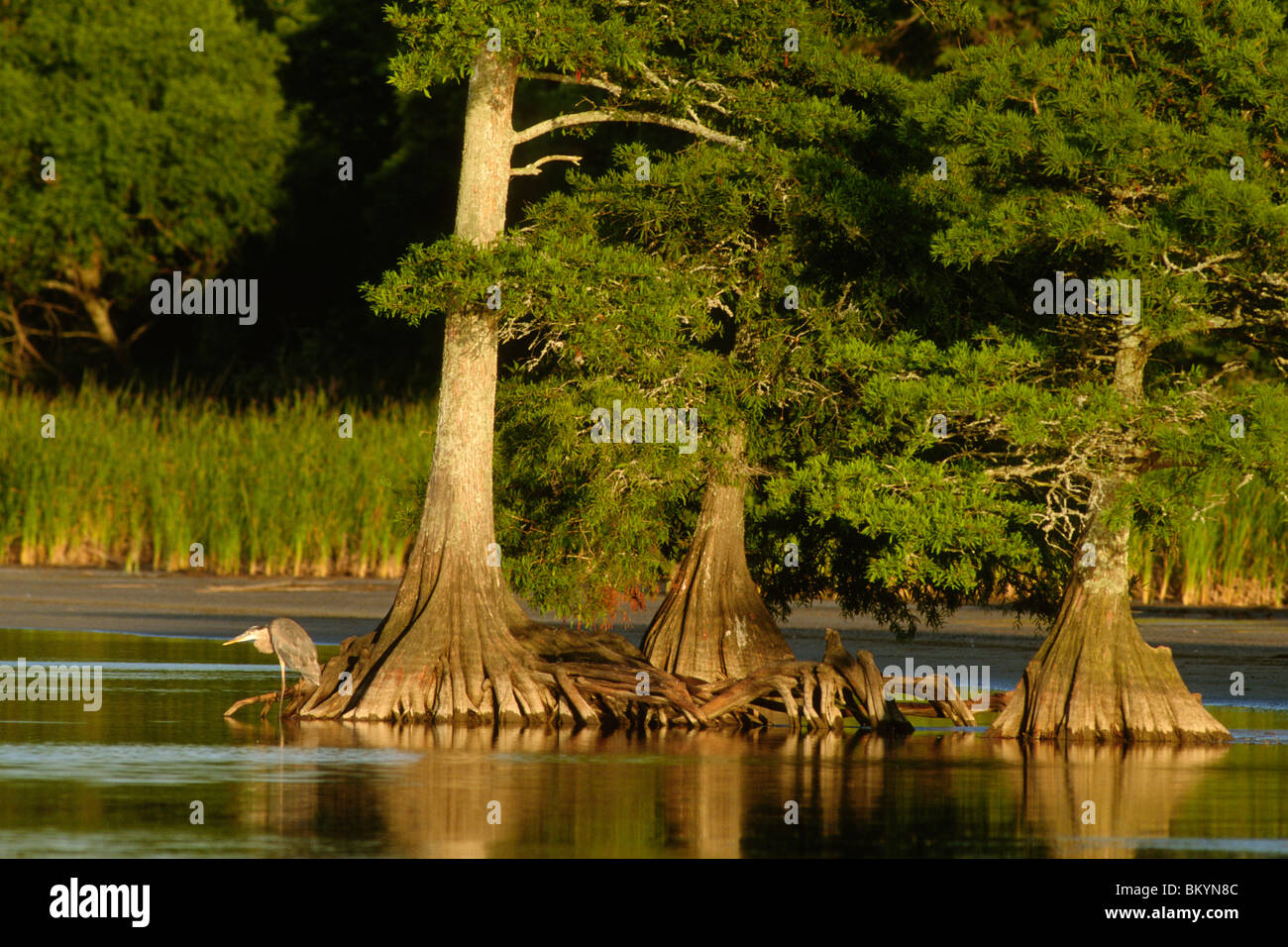 Airone blu e cipressi Foto Stock