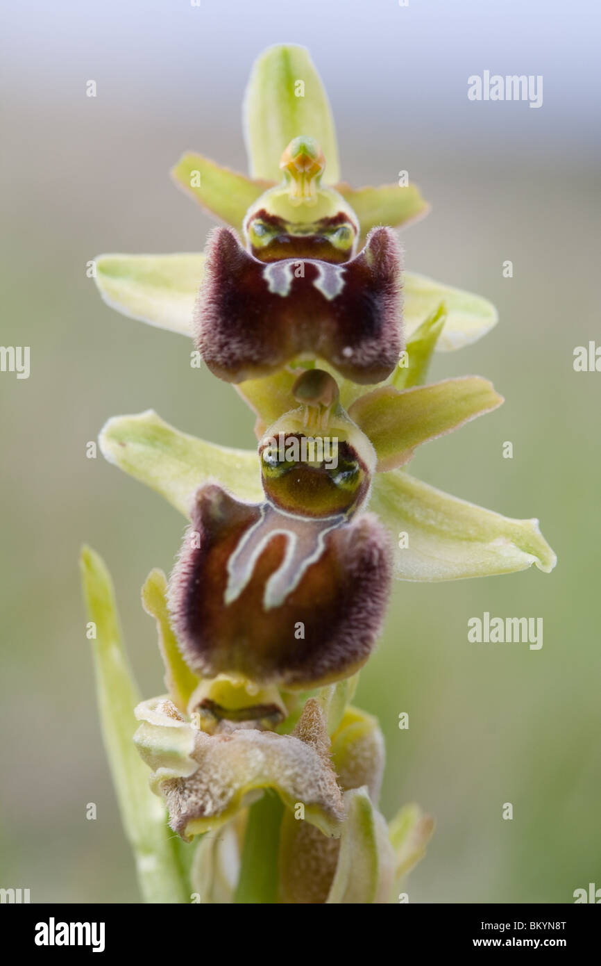 Inizio spider orchidee (Ophrys sphegodes) crescita selvaggia. Dorset, Regno Unito. Foto Stock