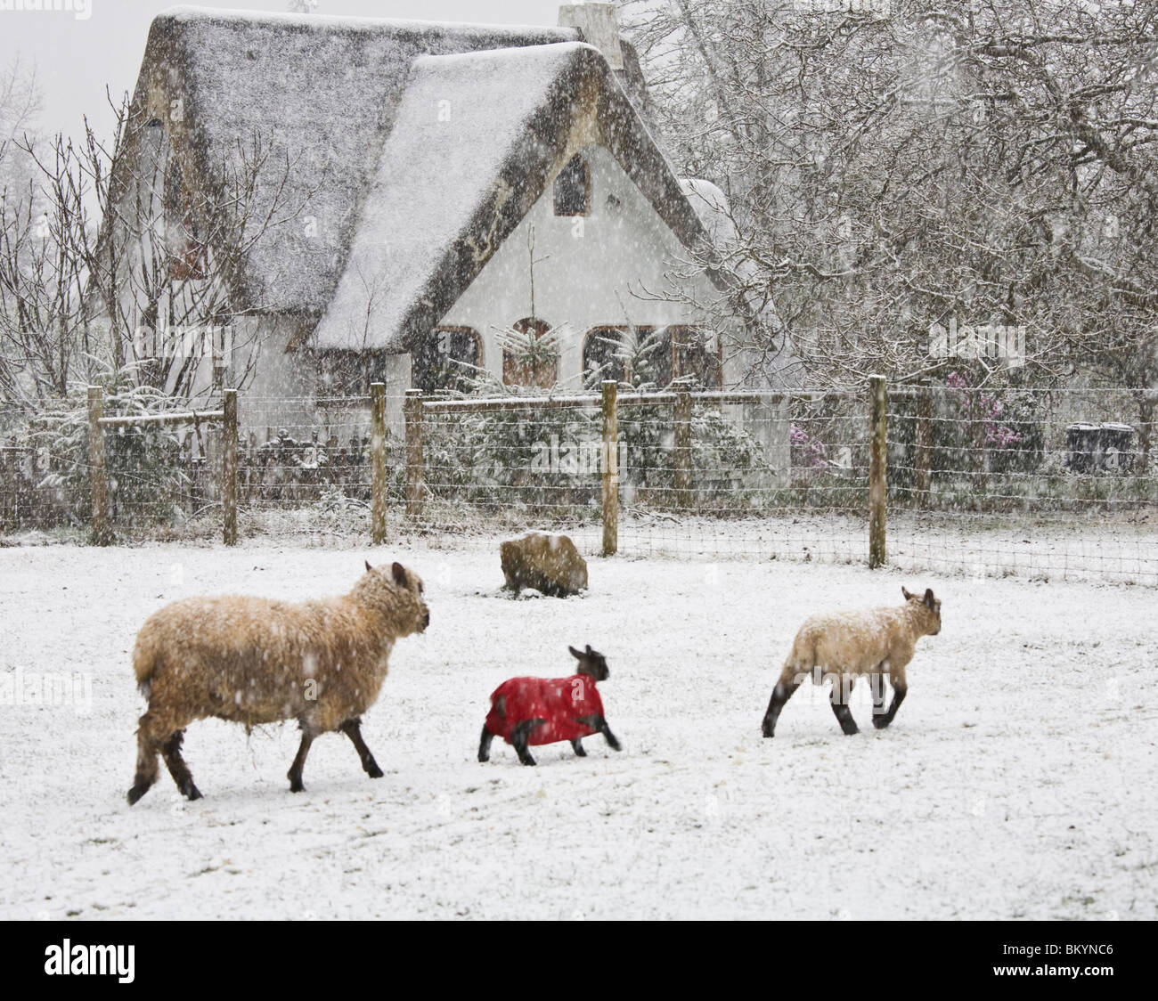Vashon Island, WA pecore in un inizio di primavera tempesta di neve Foto Stock