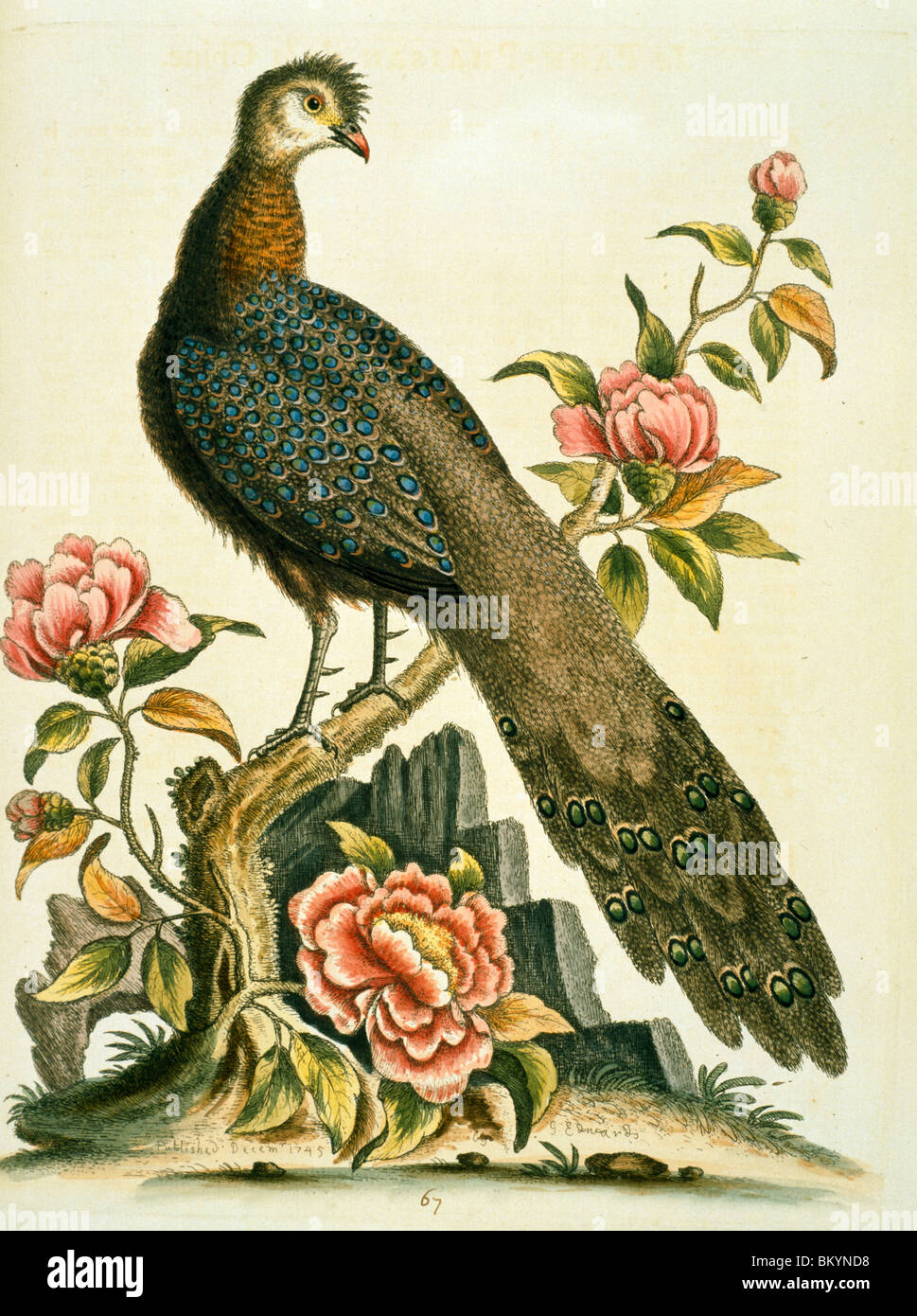 Peacock Fagiano da George Edwards, (ca. 1694- ca.1773), Chicago, Newberry Library Foto Stock