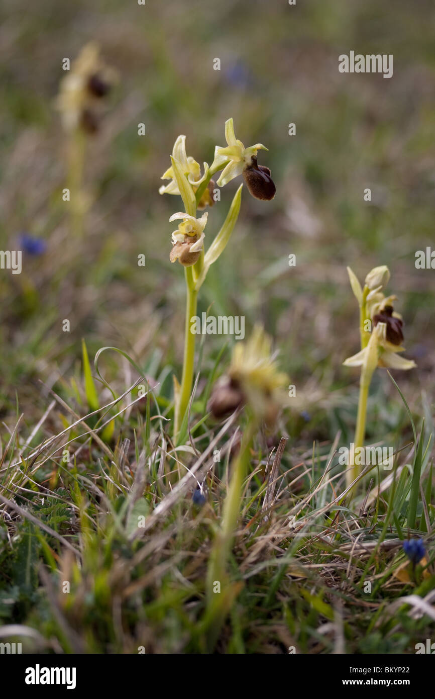 Inizio spider orchidee (Ophrys sphegodes) crescita selvaggia. Dorset, Regno Unito. Foto Stock